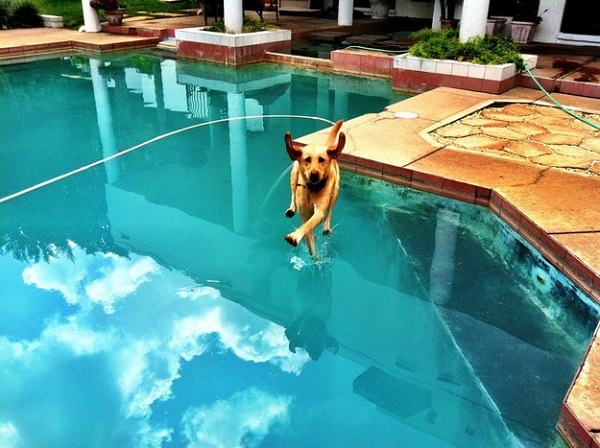 cane cammina piscina