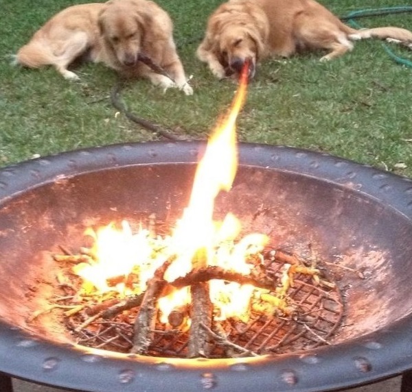 cane che sputa fuoco