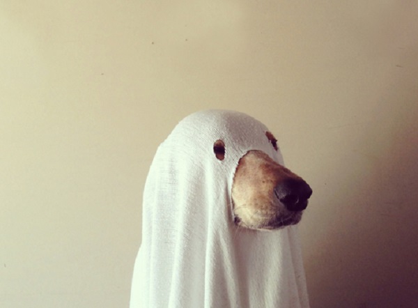 cane fantasma