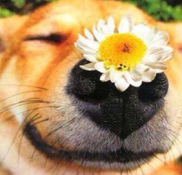 cane fiori