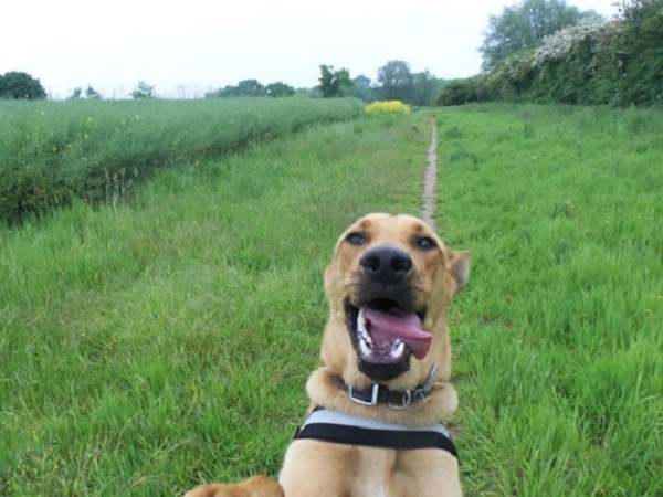 cane parco selfie