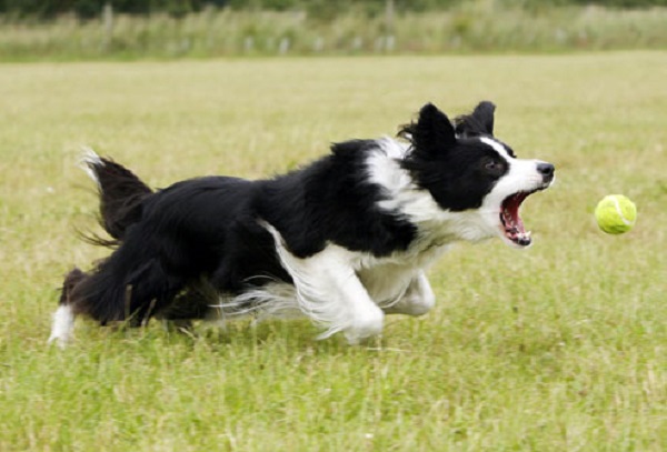 cane rincorre pallina