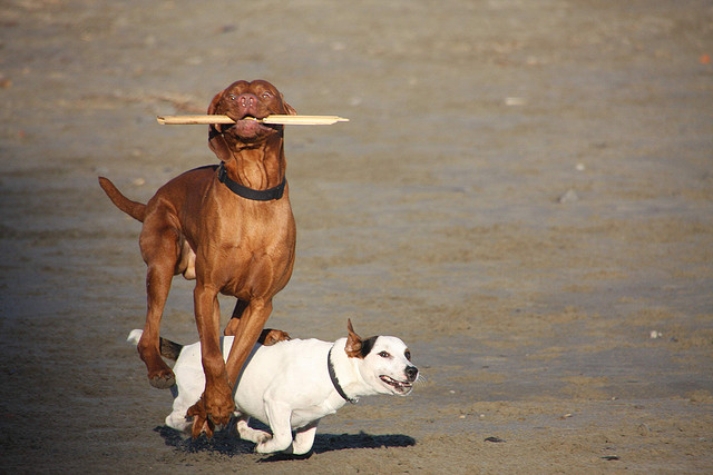 Adottare un cane