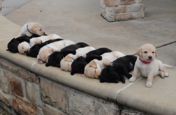 cani dormono fila