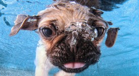 Un cucciolo di carlino