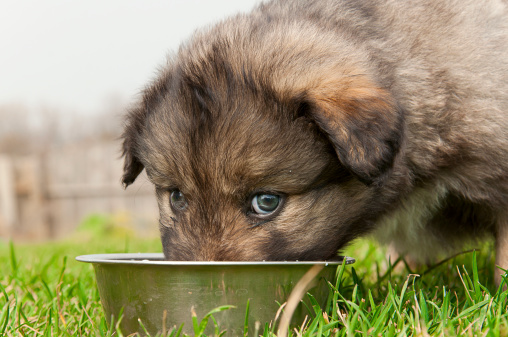 Ciotole per animali domestici