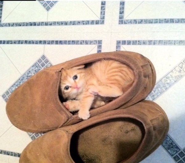gatto dentro pantofole
