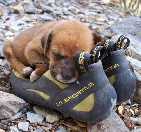 cane dorme scarpe