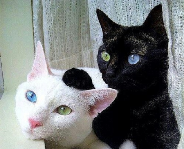 gatti occhi diversi
