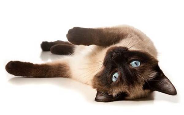 pancreatite gatto terapie