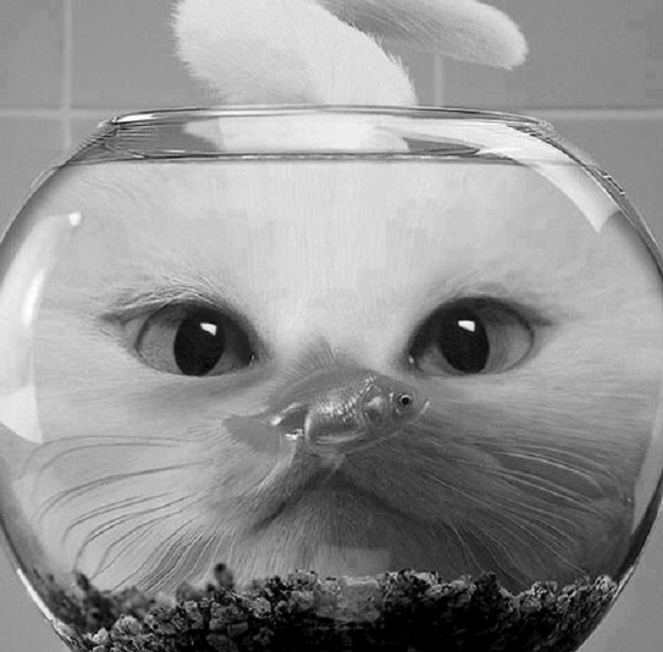 gatto boccia pesce
