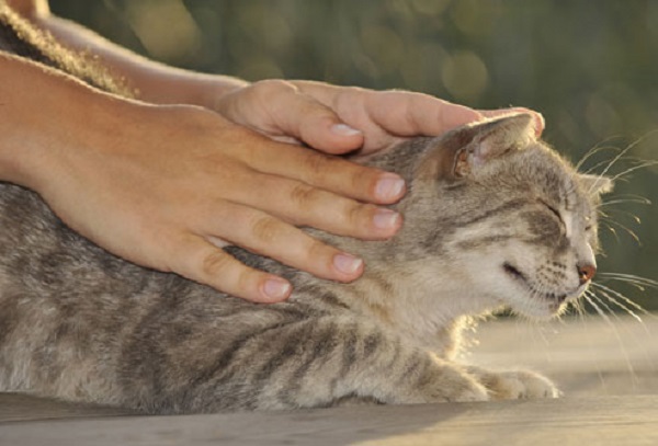 gatto fusa