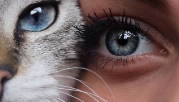gatto padrone occhi