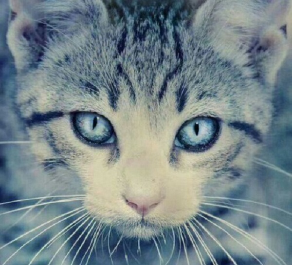 gatto tigrato occhi azzurri