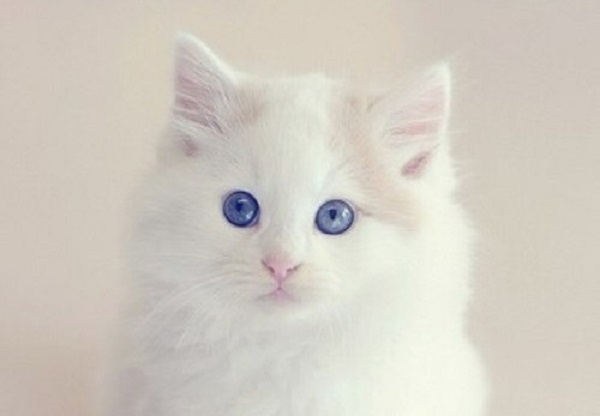 gattina bianca