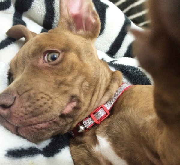 pitbull selfie