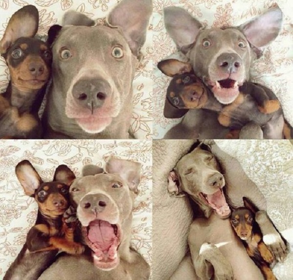 selfie cani amici