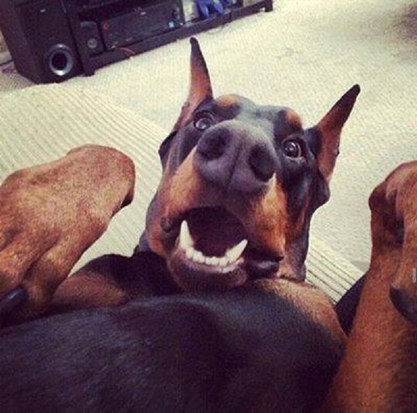 selfie doberman