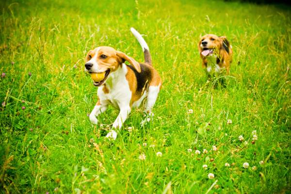 Beagle che corrono fra l'erba