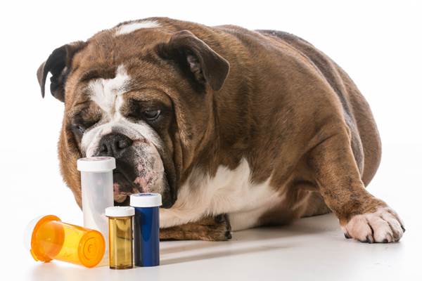 Bulldog guarda le medicine
