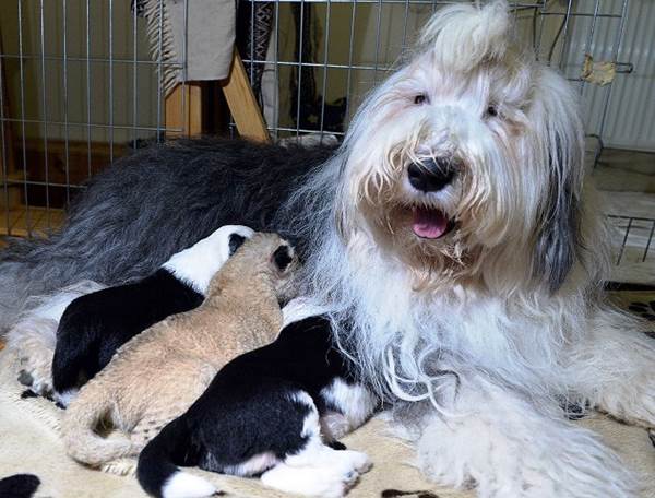Carmen con i suoi cuccioli e quello di leone