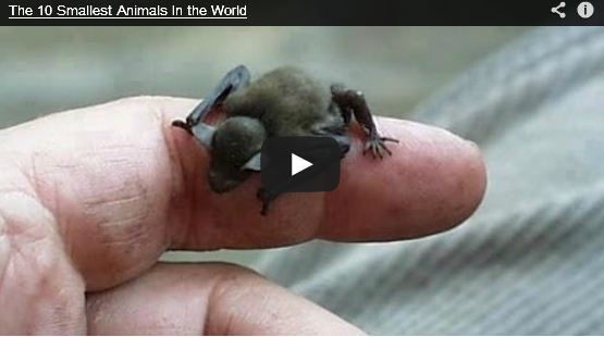 video animali piu piccoli mondo