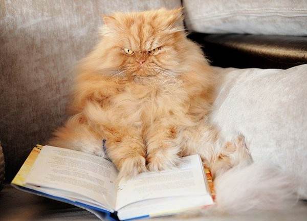 Garfi che legge un libro