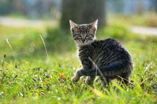 Gatto nel parco