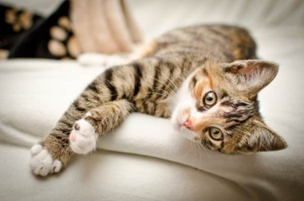 Gatto sul divano