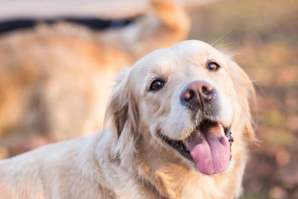 Golden retriver felice