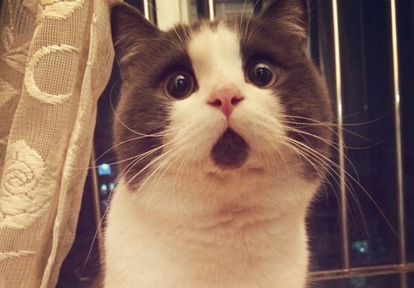 Heres-the-OMG-cat-the-feline-with-one-expression-for-everything2__880