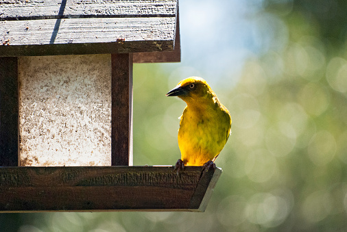 Mangiatoie per uccelli