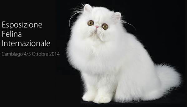 Milano Cat Show