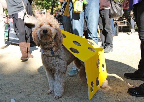 cane costume halloween