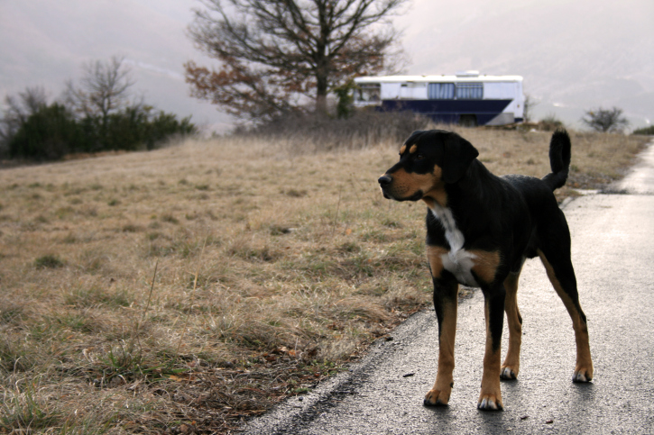 cane smarrito sul bus