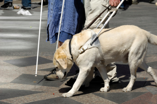 Guide dog