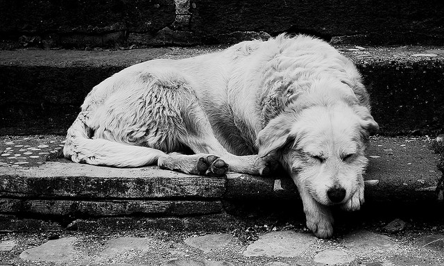 Caduta dalle scale a causa del cane