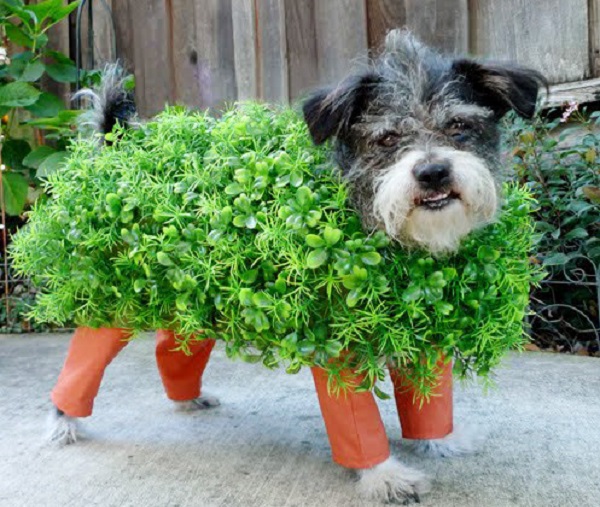 cane vestito halloween