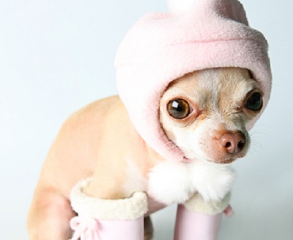 chihuahua cappello sciarpa