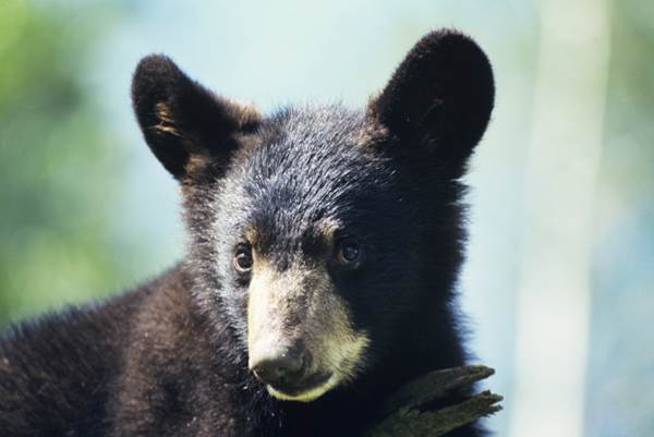 cucciolo di orso