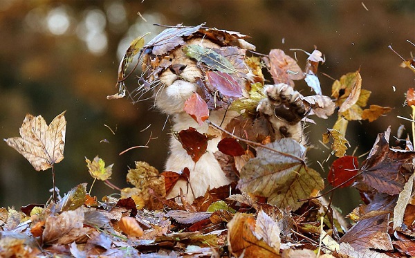 cucciolo leone foglie autunno