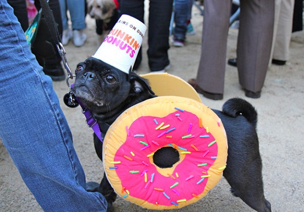 dunkin donuts dog