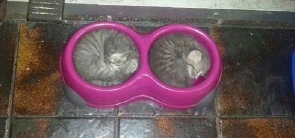 gattini che dormono dentro scodella