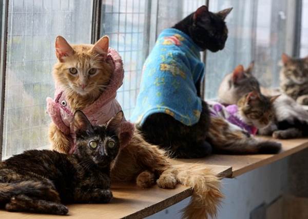 gattini nella casa di cura