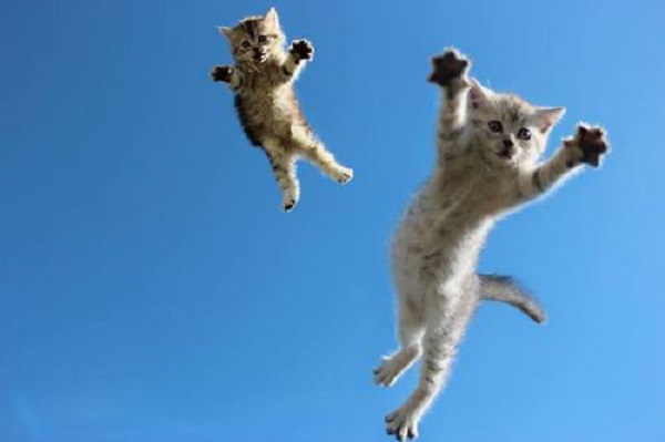 gattini saltano