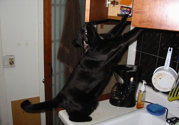 gatto apre cucina