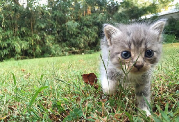 gatto che esplora giardino