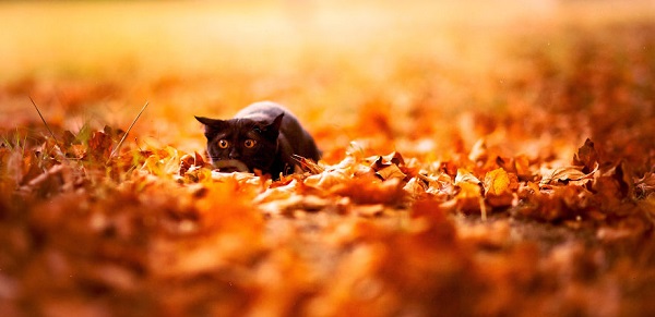 gatto che gioca foglie