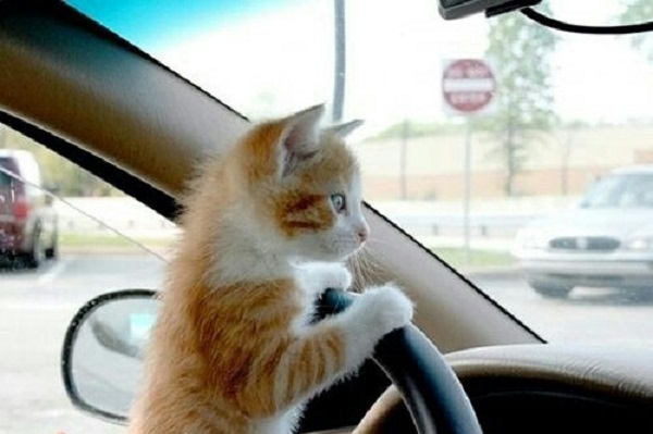 gatto che guida