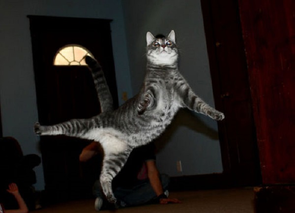 gatto danza